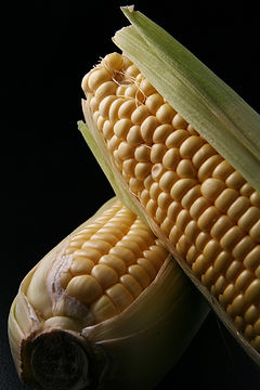 Corn Close-Up