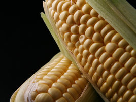 Ecuador - Créditos e insumos de maíz y arroz para productores