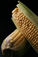 Asthma, GMOs, and Corn... Oh my!