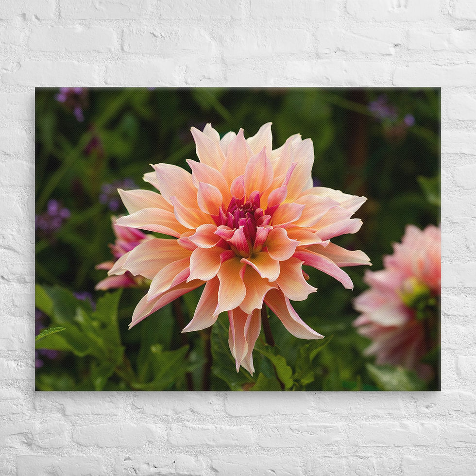Thumbnail: Blushing Petals - Fine Art Canvas Print
