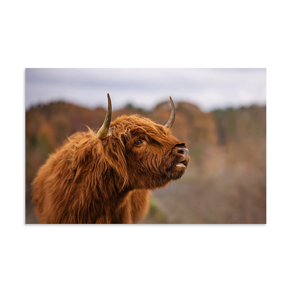 Thumbnail: A Highland Call - Poster Print