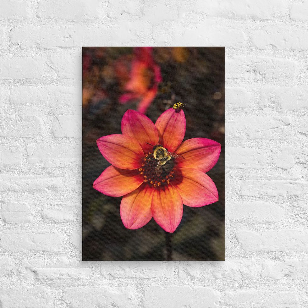 Thumbnail: Dahlia Duet - Fine Art Canvas Print