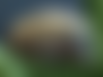 Tardigrades: Small but Mighty
