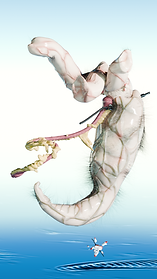 Copy of The Eight Spirits of Flesh-GAN 06.png