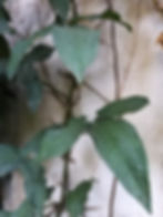 Thumbnail: Syngonium Dark Green Allusion