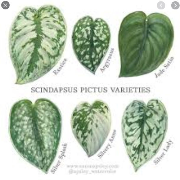 थंबनेल: Scindapsus Argyraeus