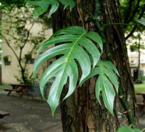 Thumbnail: Epipremnum Pinnatum