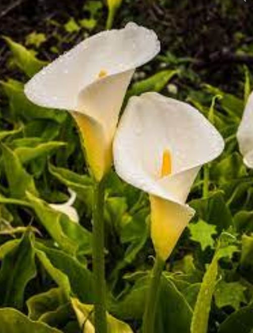 Thumbnail: Calla Lily Potted Bulb