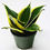 Thumbnail: Sansevieria Black Gold