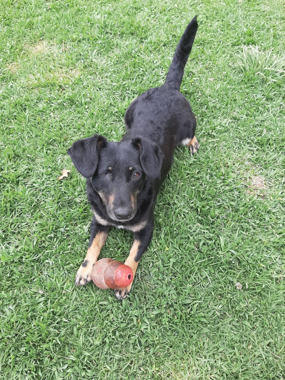 Miniatura: Coca