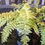 Thumbnail: 6"Nephrolepis Tiger Fern