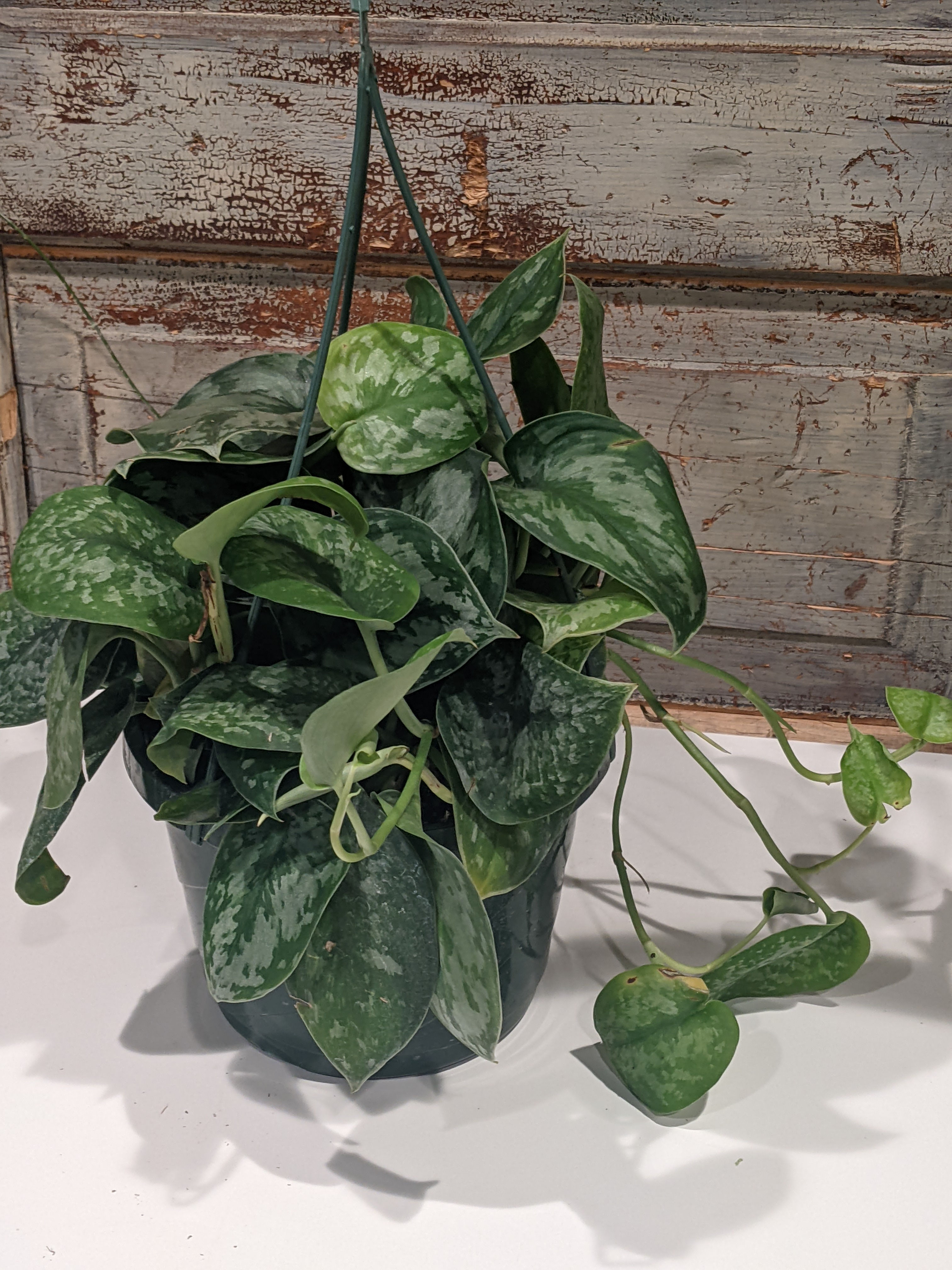 8" Scindapsus Silver Splash