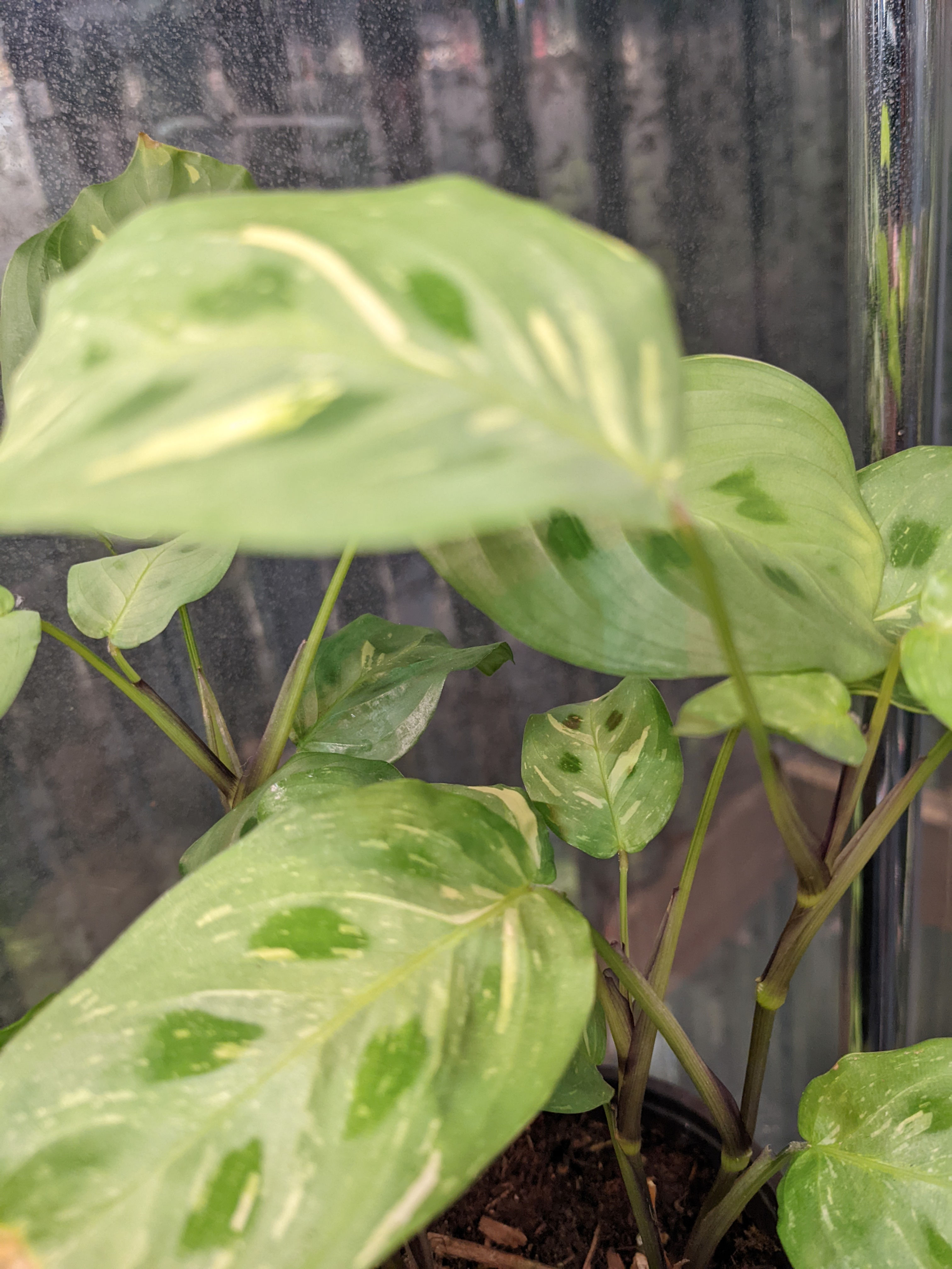 4" Maranta Variegated