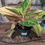 Thumbnail: 6" Aglaonema Golden Papaya