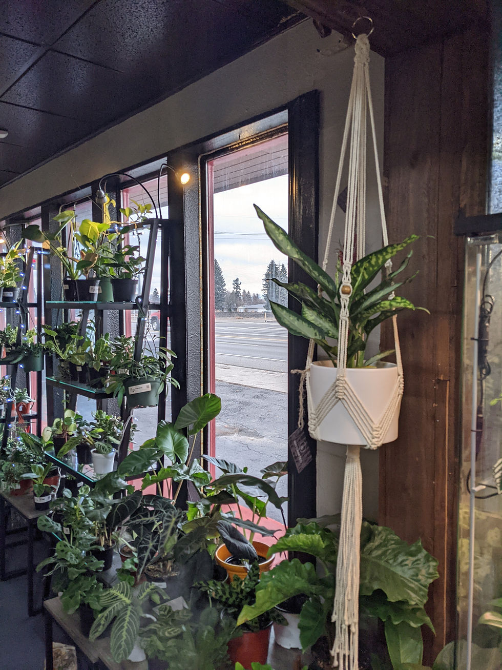 Thumbnail: "The Charlie" Macrame Plant Hanger