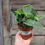 Thumbnail: 4" Pothos - Cebu Blue