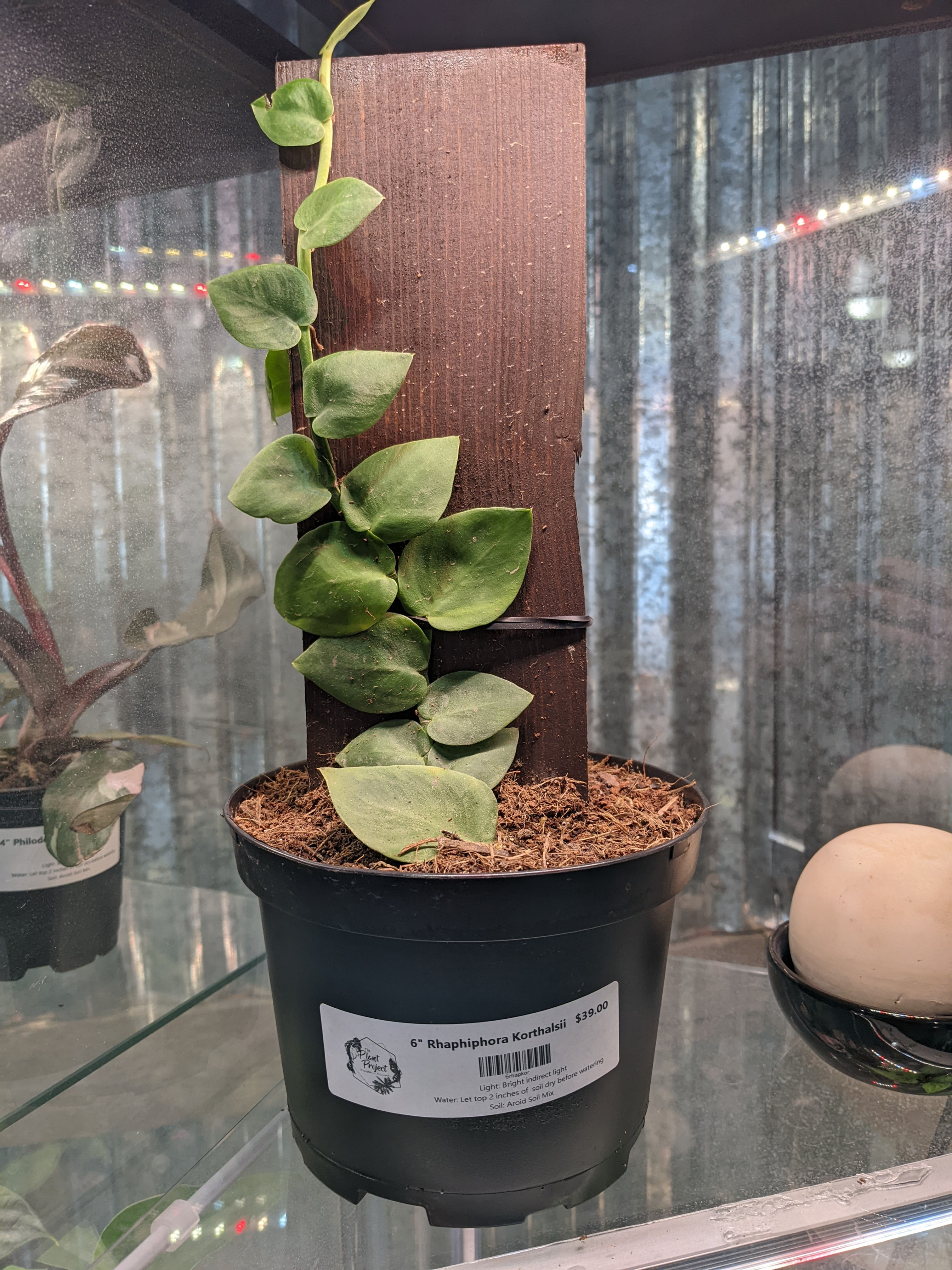 6" Rhaphidophora Korthalsii