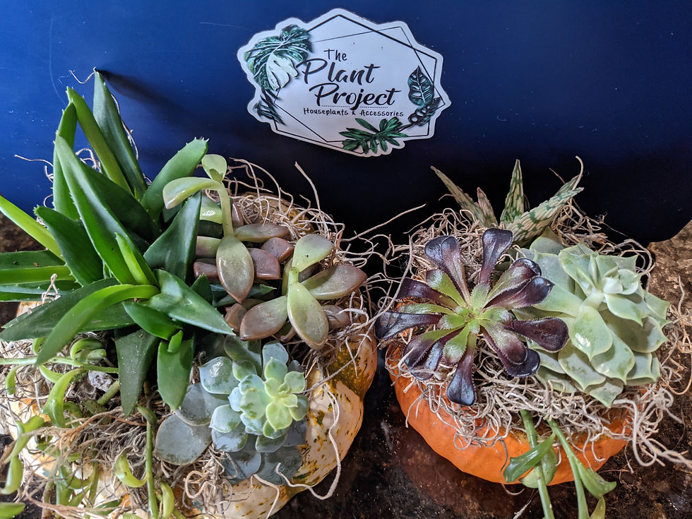 Thumbnail: 4" Pumpkin Succulent Planter