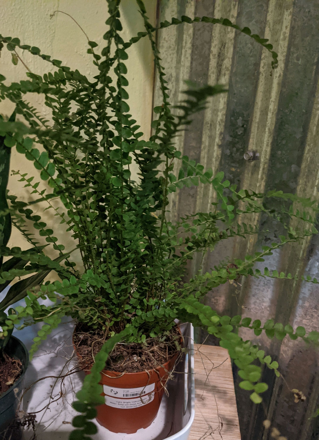 4" Fern - Lemon Button