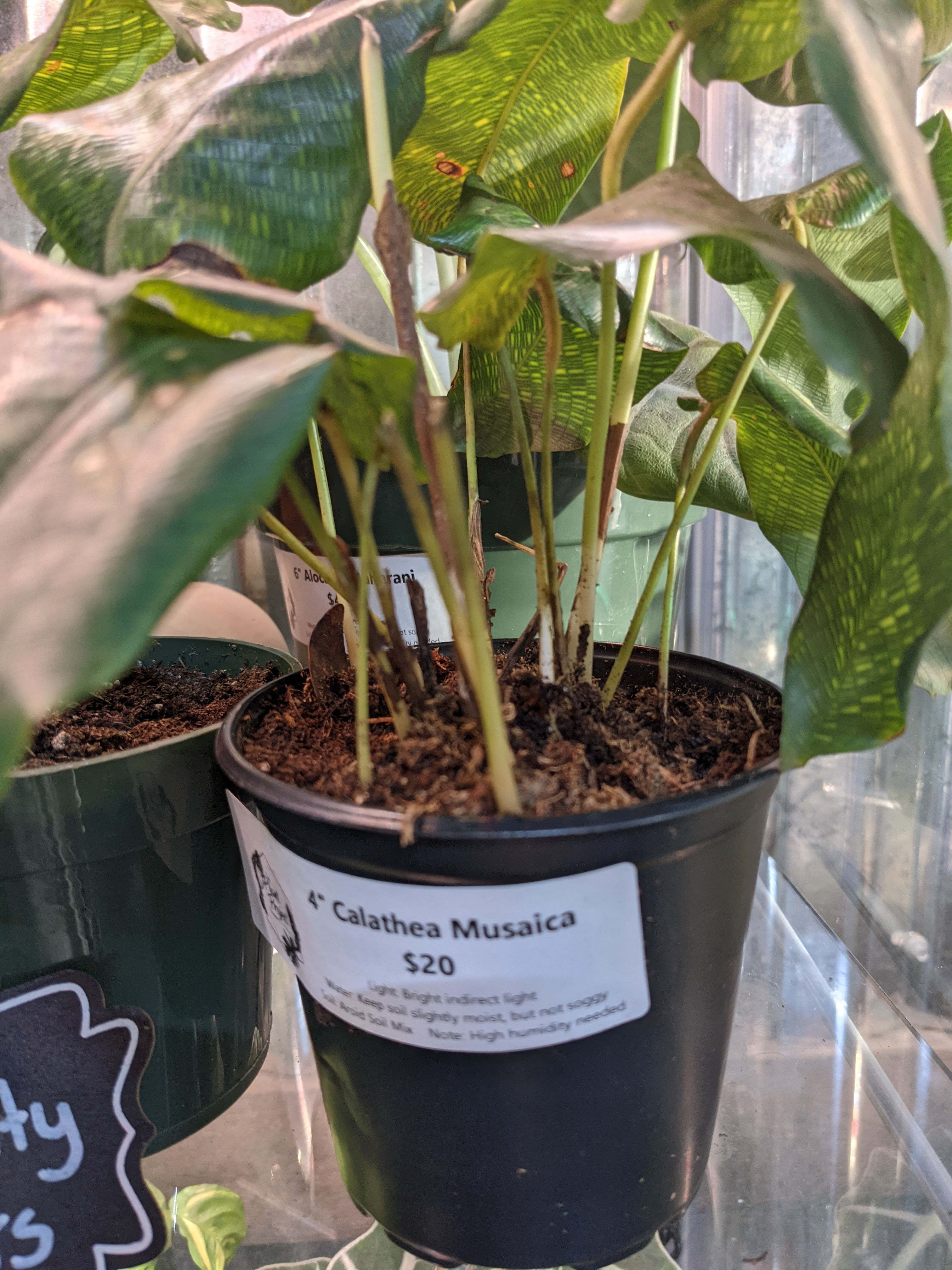 4" Calathea Musaica