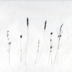 Field grasses, pencil 