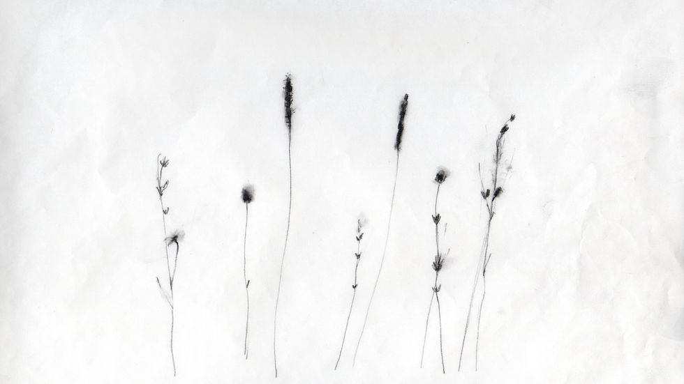Field grasses, pencil 
