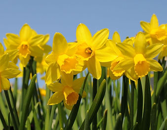 daffodil.jpg