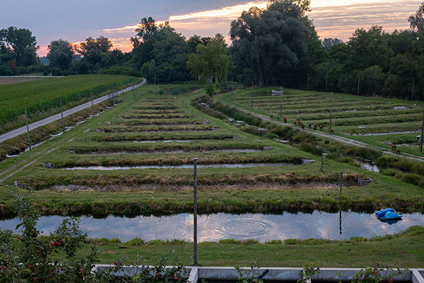 Fischzucht-Mauka-Teiche-in-Morgenstimmung