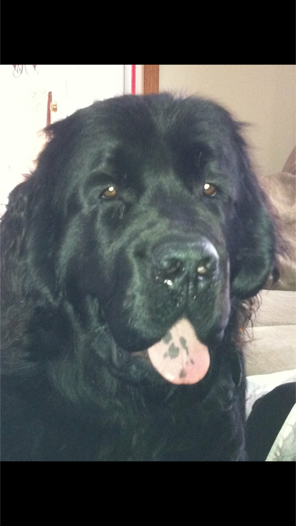 Im Memory of Brutus