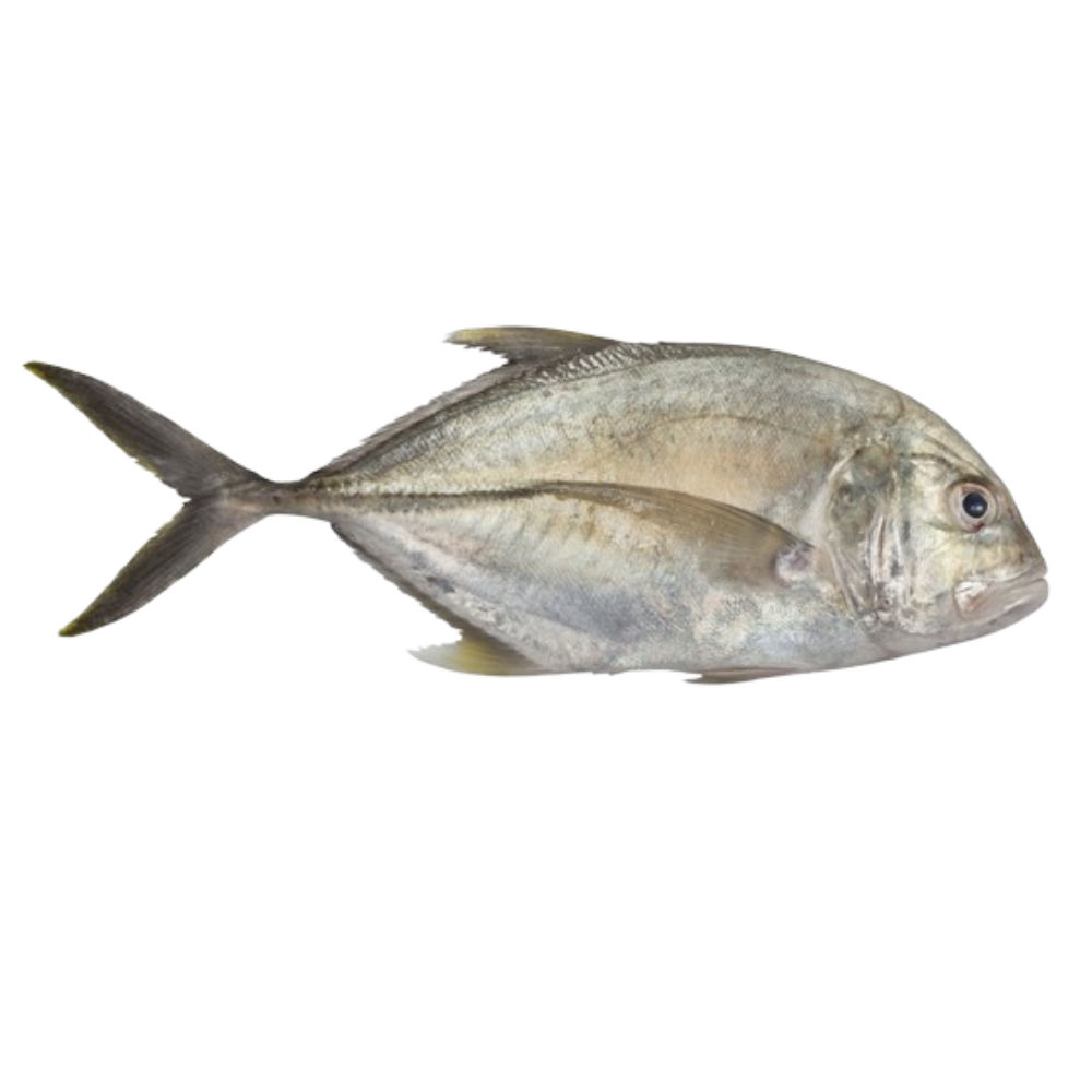 Travally Fish  ( Maduthala )