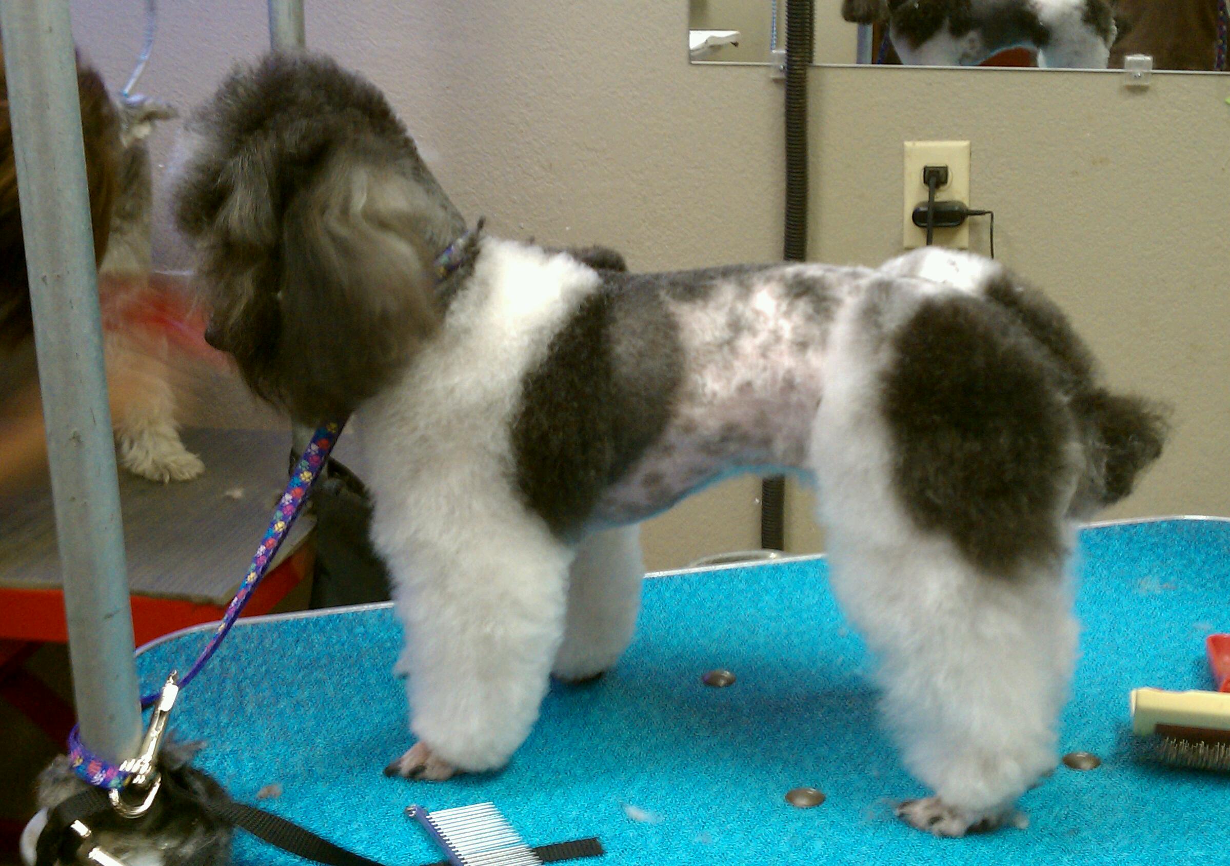 Grooming | Forney TX | Precious Pets Day Spa dog grooing