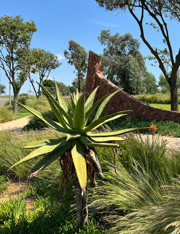 Photo of a large Aloe marlothii.