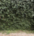 background-_edited.jpg