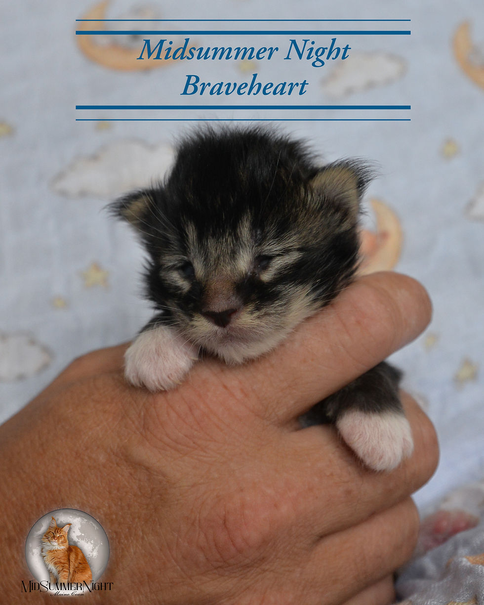 Midsummer Night Braveheart