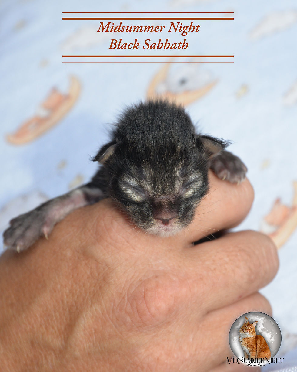 Midsummer Night Black Sabbath