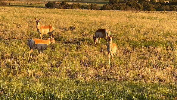 Prospective Residents | River Ridge Ranch LOA