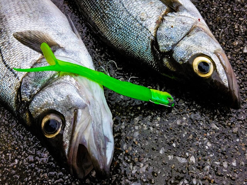 サリュー 渥美メロン