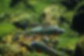 fishing_origin.jpg