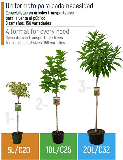 formato árboles.jpg