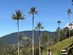 Carbonera Valley