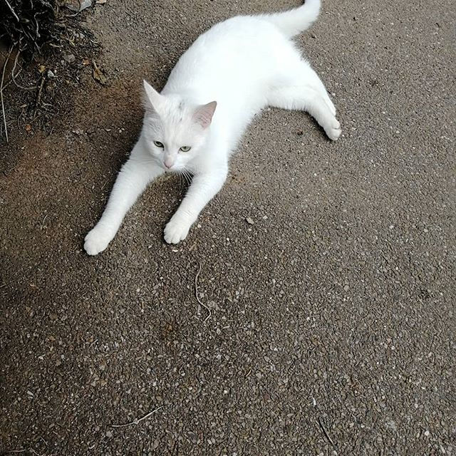 Questo gatto oggi mi ha seguito per metÃ