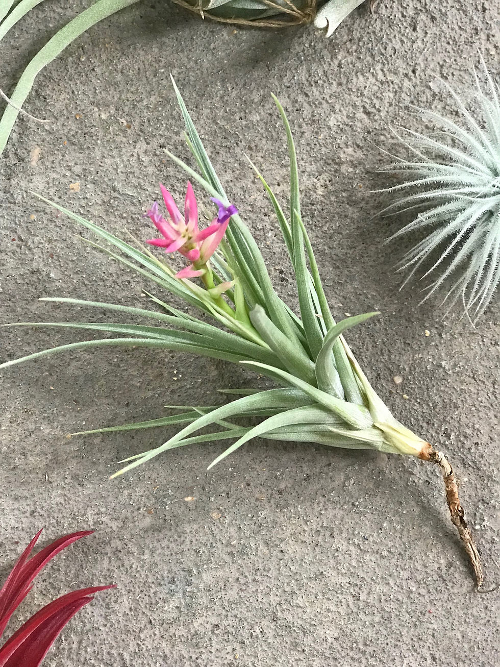 Thumbnail: Air Plants - SMALL (Assorted)