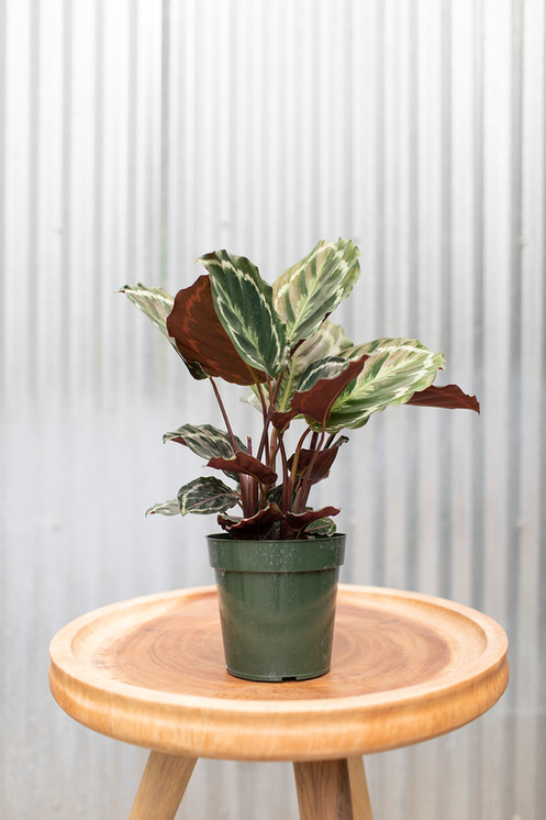 Calathea - Medallion