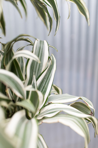 white indoor plants Bird of Paradise White, Strelitzia Nicolai main image 1