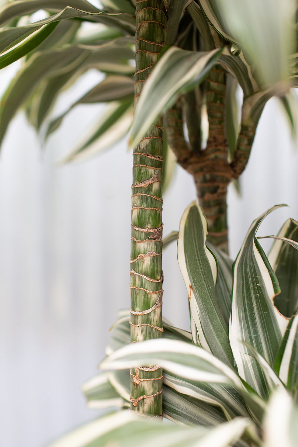 Thumbnail: Dracaena - White Bird Cane
