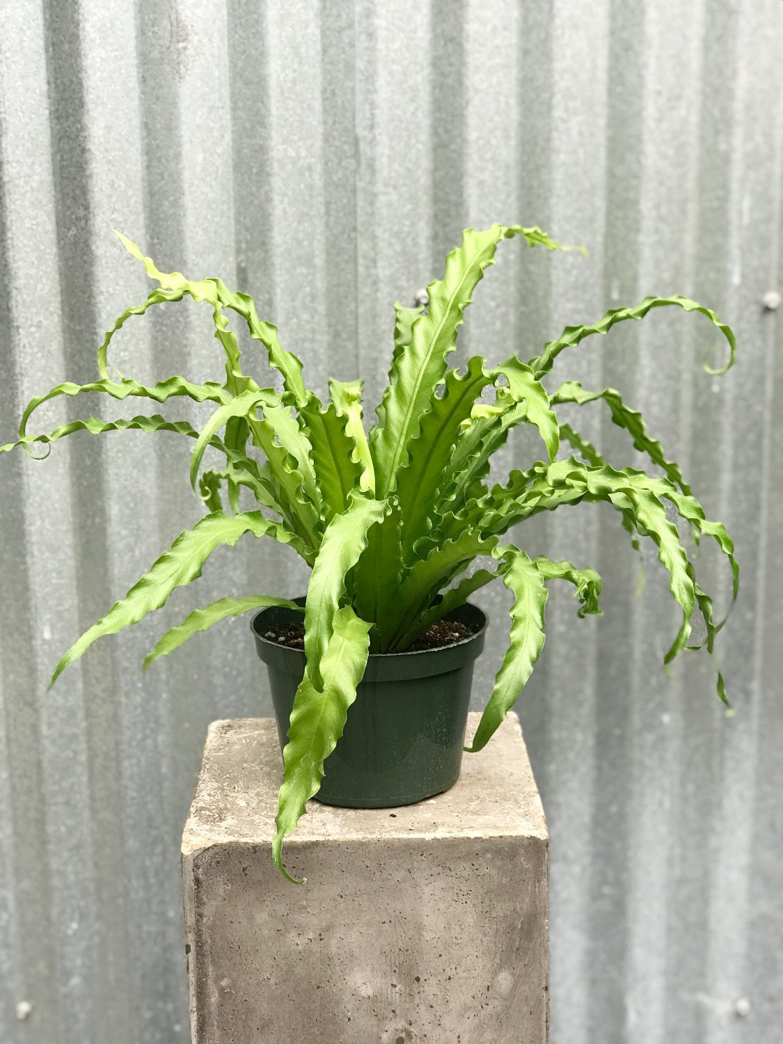 Bird's Nest Fern - Victoria