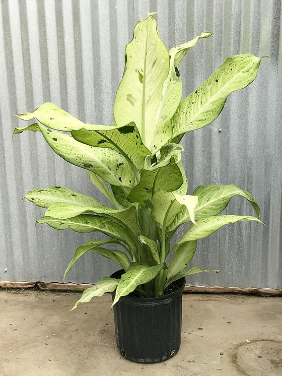 Dieffenbachia Camouflage | martinsons