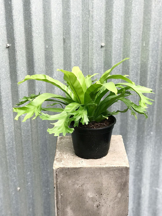 Bird's Nest Fern - Crissie | martinsons