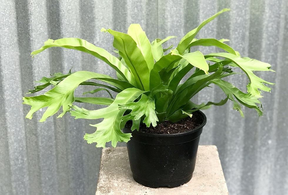 Bird's Nest Fern Crissie martinsons