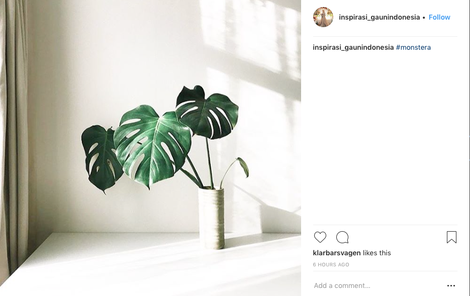 Thumbnail: Monstera Deliciosa - Philodendron